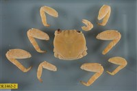 藏品(白紋方蟹)的圖片